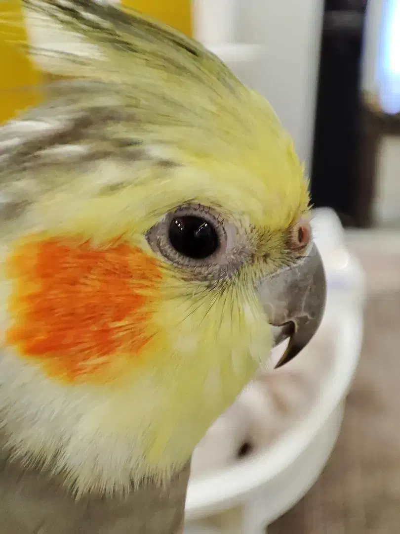 گمشده،مژدگانی میلیونی|حیوانات|اصفهان, رحیمآباد|دیوار