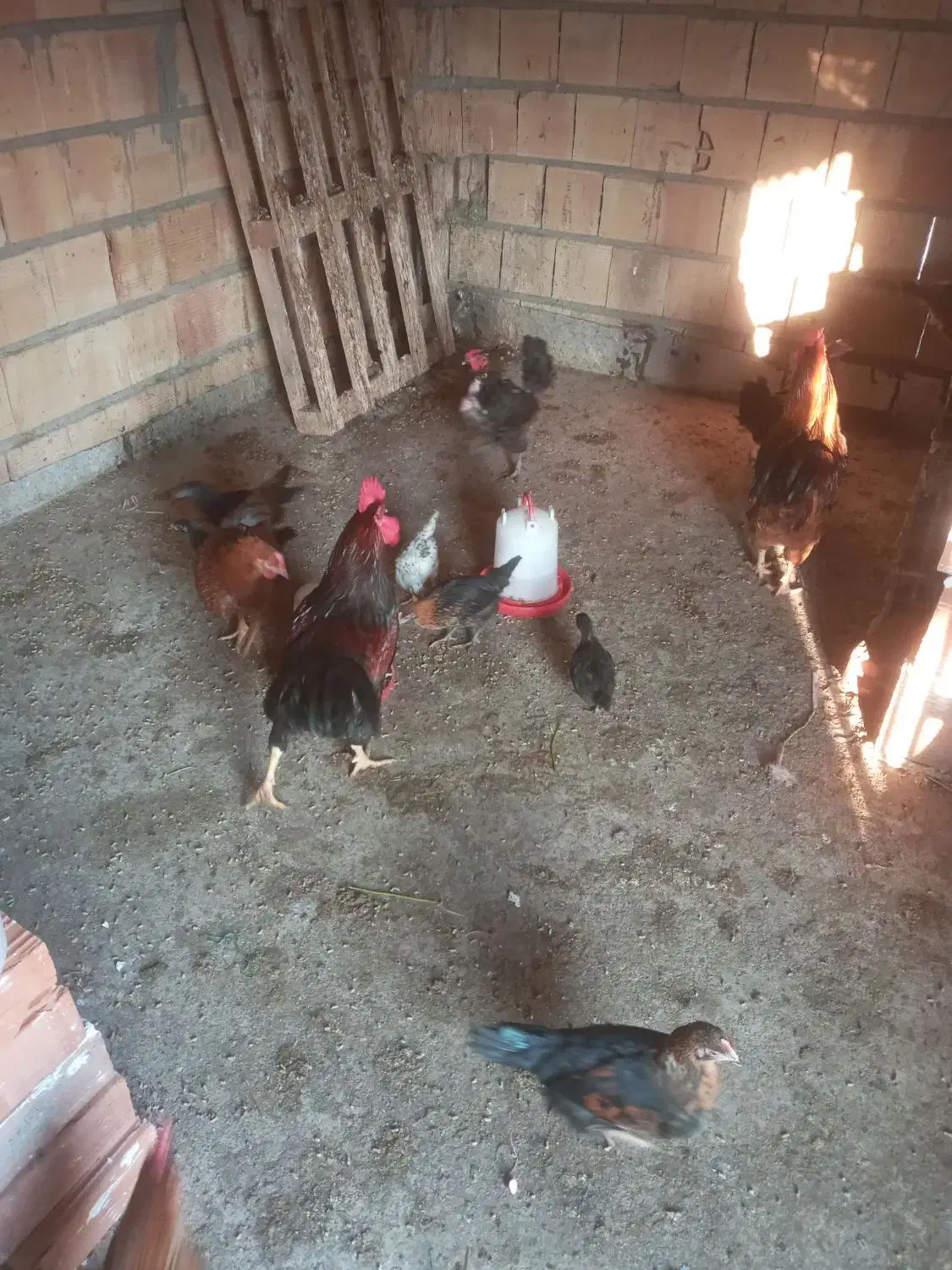 مرغ محلی|حیوانات مزرعه|آزادشهر, |دیوار