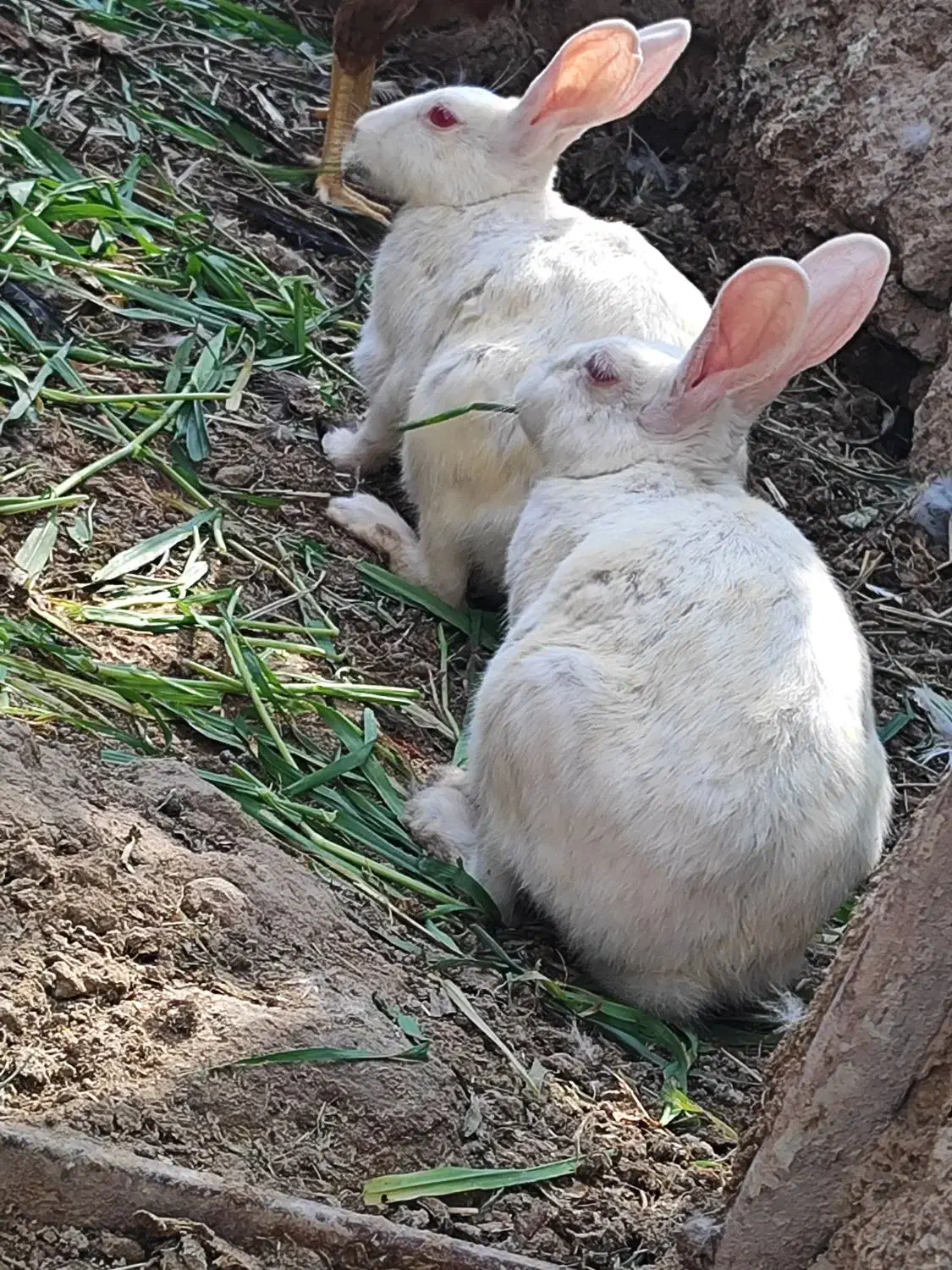 خرگوش تعداد|موش و خرگوش|زابل, |دیوار