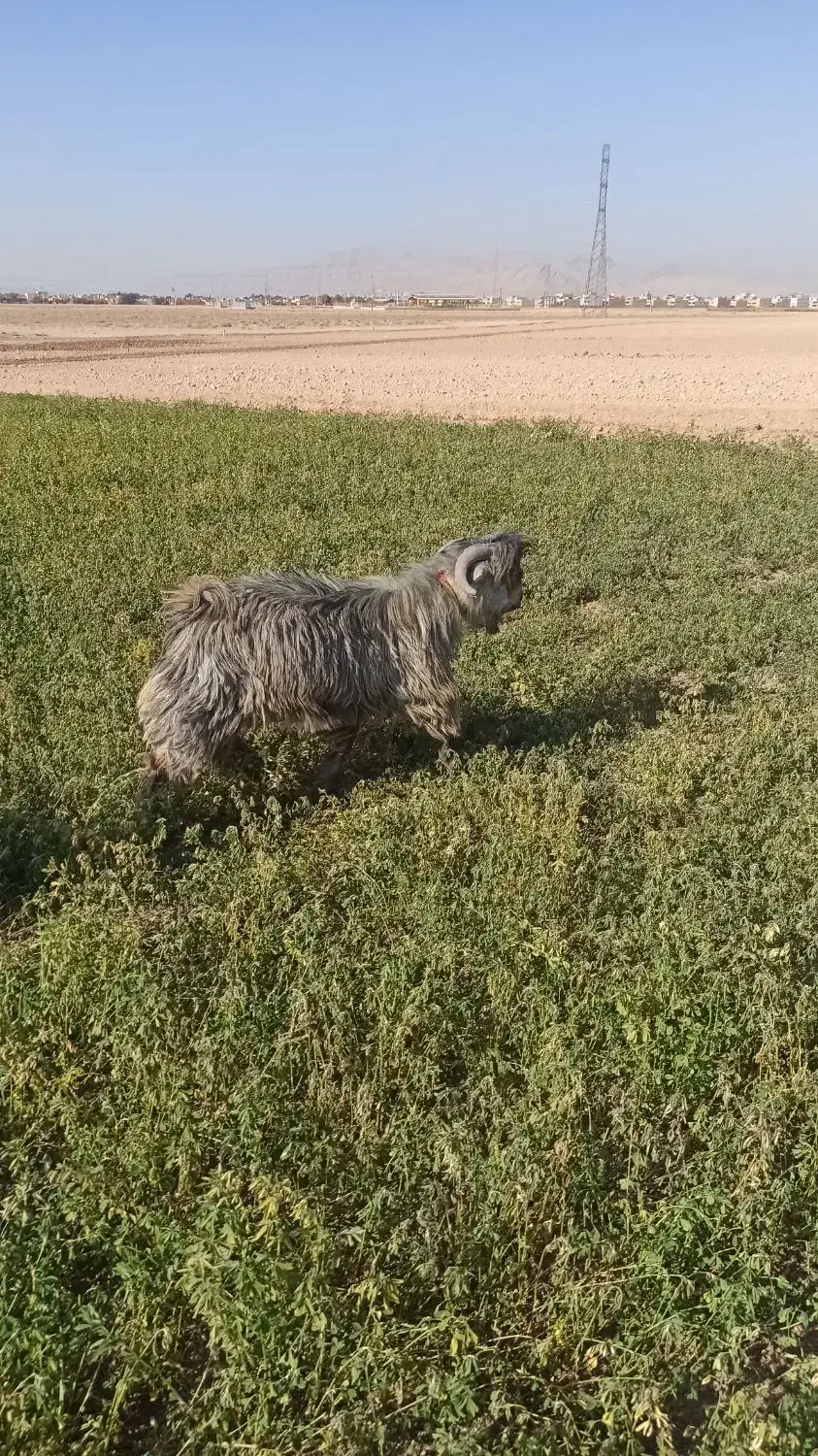 ی بزغاله تخمی|حیوانات مزرعه|مبارکه, |دیوار