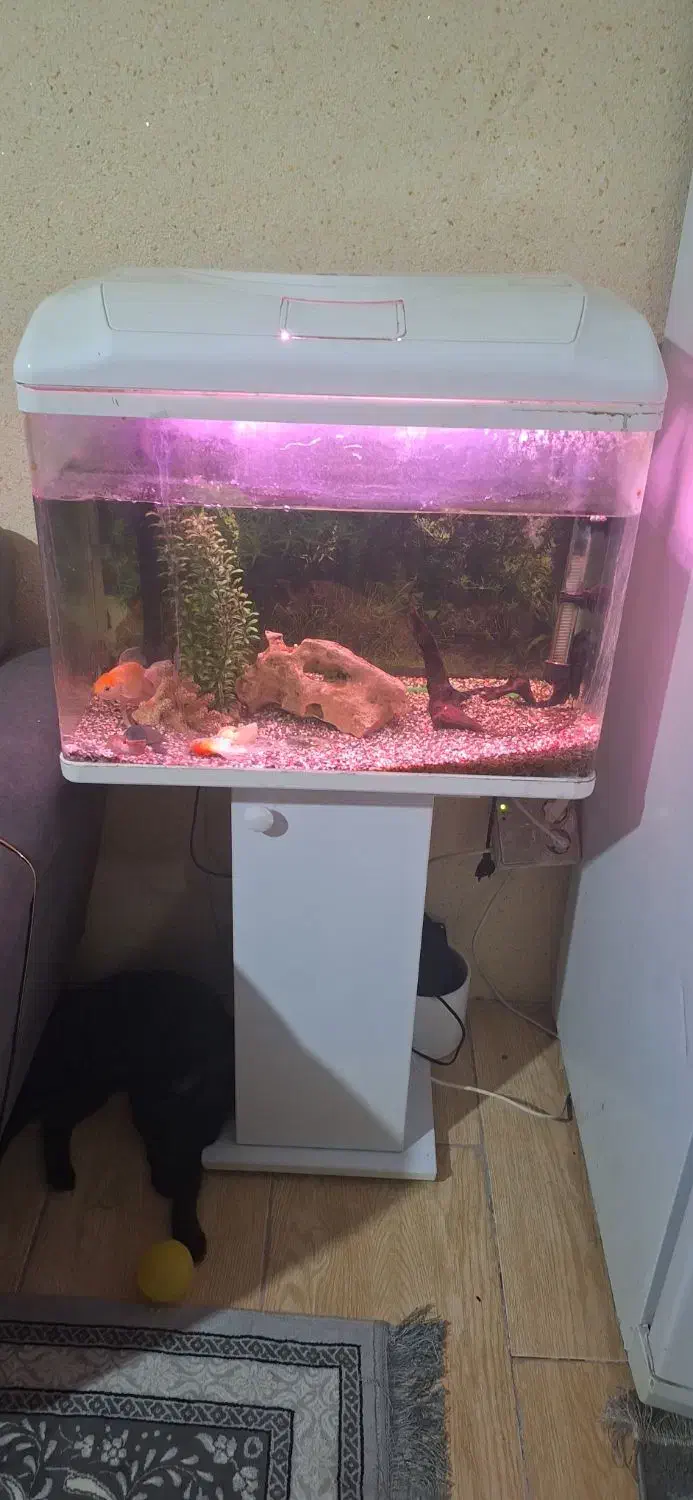 آکواریوم|ماهی|خرم‌آباد, |دیوار