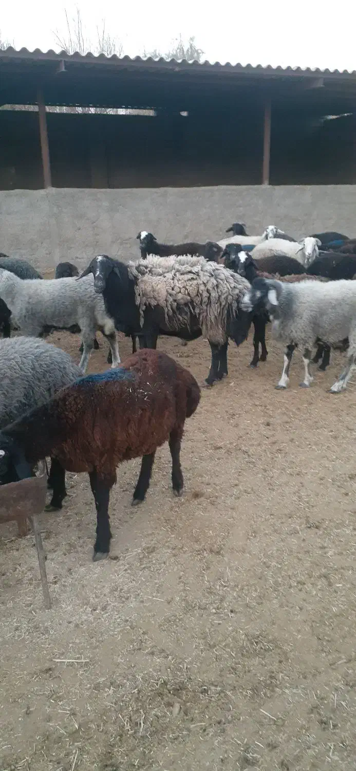 یک راس قوچ چالی چاق کار بلد|حیوانات مزرعه|پیشوا, |دیوار