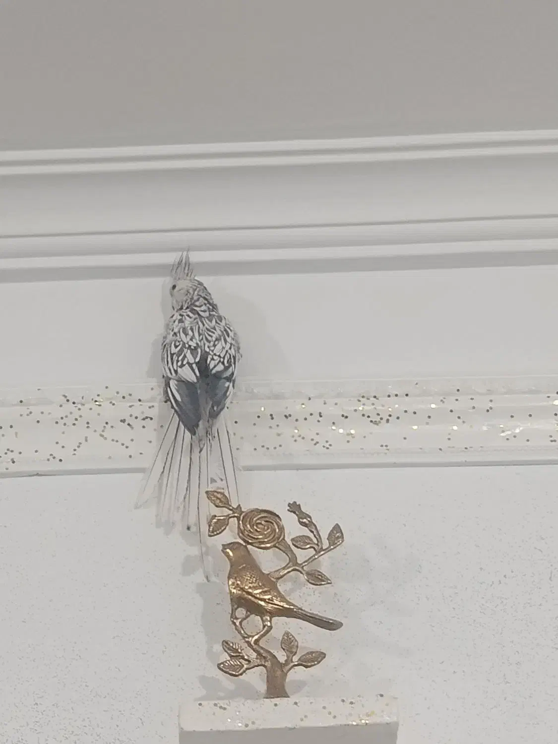 عروس هلندی ایزابلا|پرنده|بهار, |دیوار