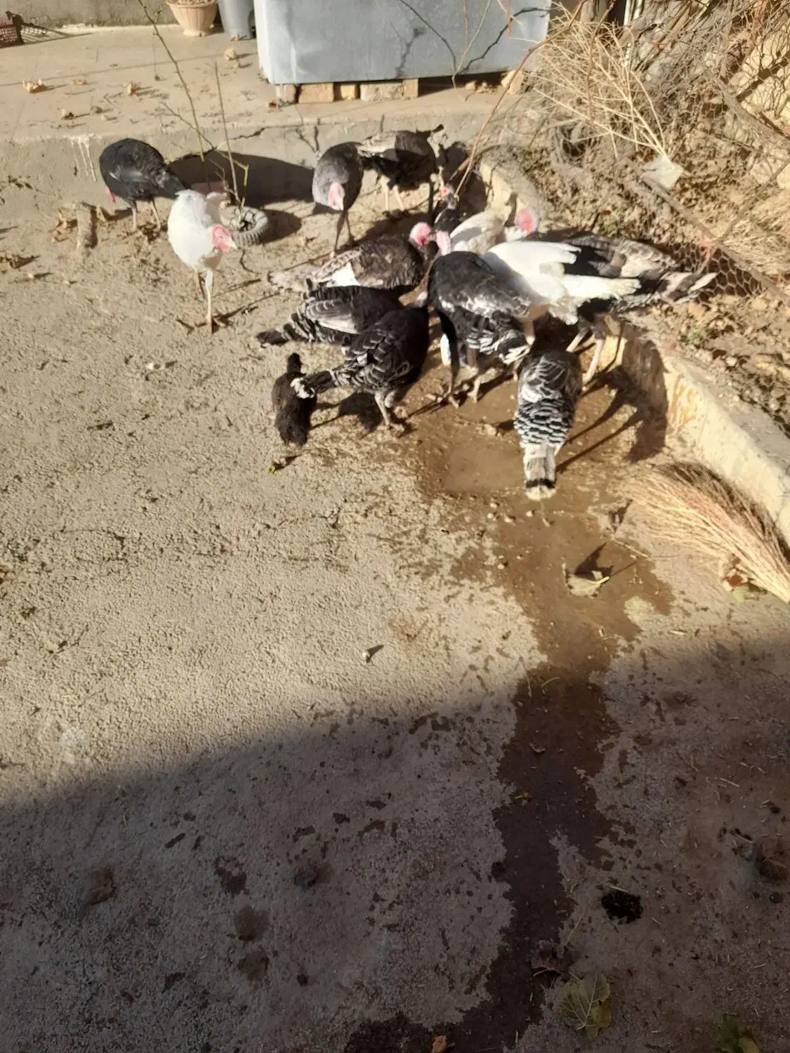 بوقلمون|حیوانات مزرعه|کبودرآهنگ, |دیوار