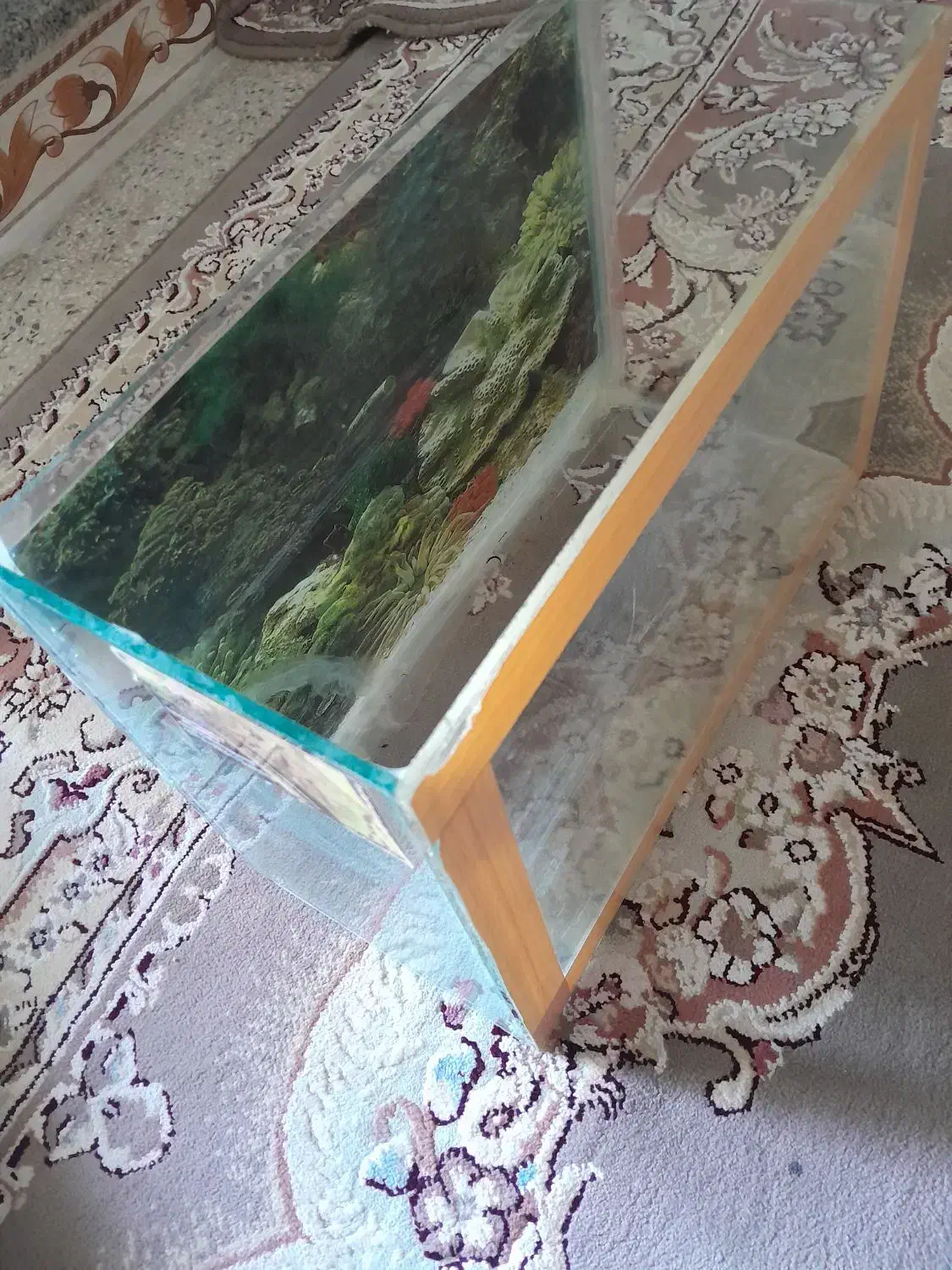 آکواریوم|ماهی|کوهدشت, |دیوار