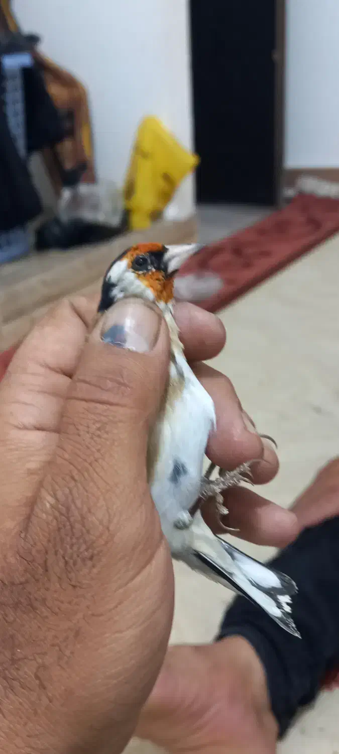 سهره باغملک چها گل و خال حلب|پرنده|اهواز, ۲۴ متری|دیوار