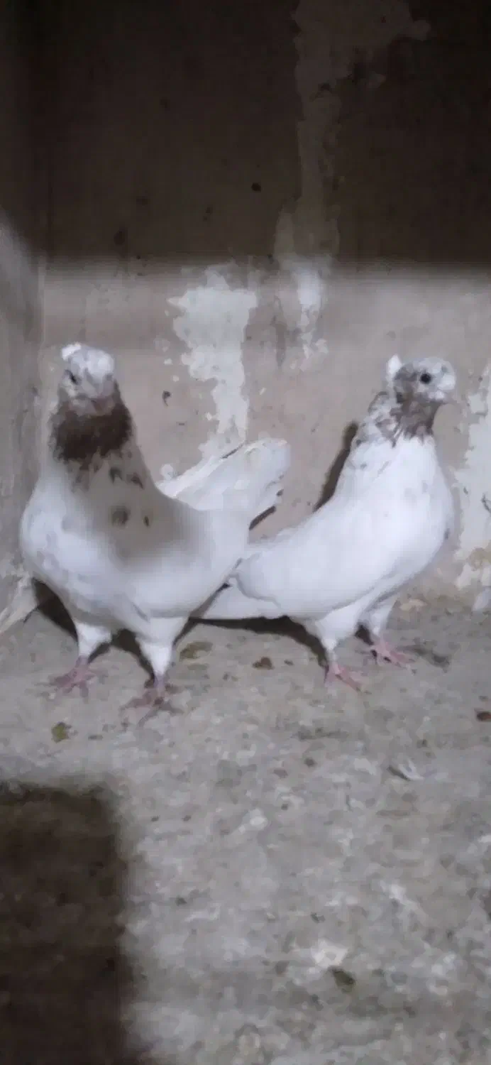 یک جفت ماه رو|پرنده|تهران, والفجر (افسریه)|دیوار