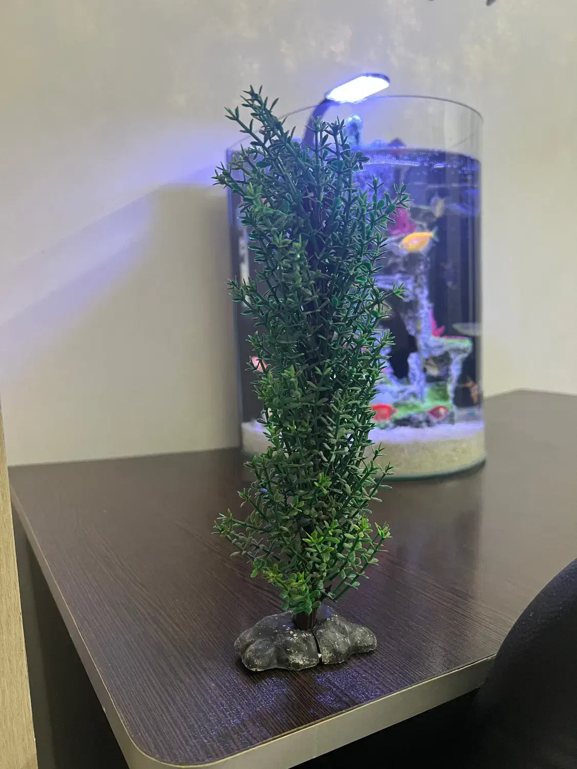 درختچه وسنگ بزرگ مشکی|ماهی|لاهیجان, شیشه گران|دیوار