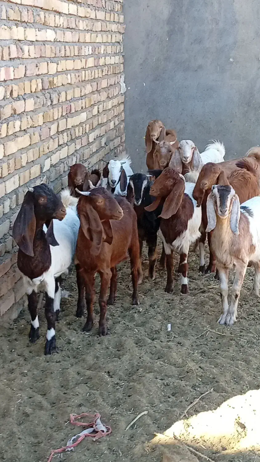 11راس  کولار بزغاله بزرگ|حیوانات مزرعه|شهرآباد, |دیوار