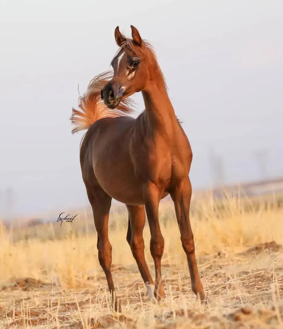 اموزش سوارکاری و پانسیون اسب|اسب و تجهیزات اسبسواری|تهران, چیتگر جنوبی|دیوار