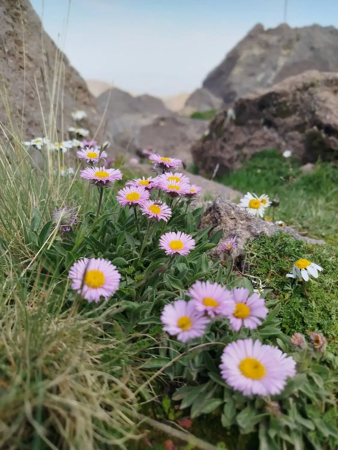 وام ازدواج شما رو خریدارم|خدمات مالی، حسابداری، بیمه|مراغه, |دیوار