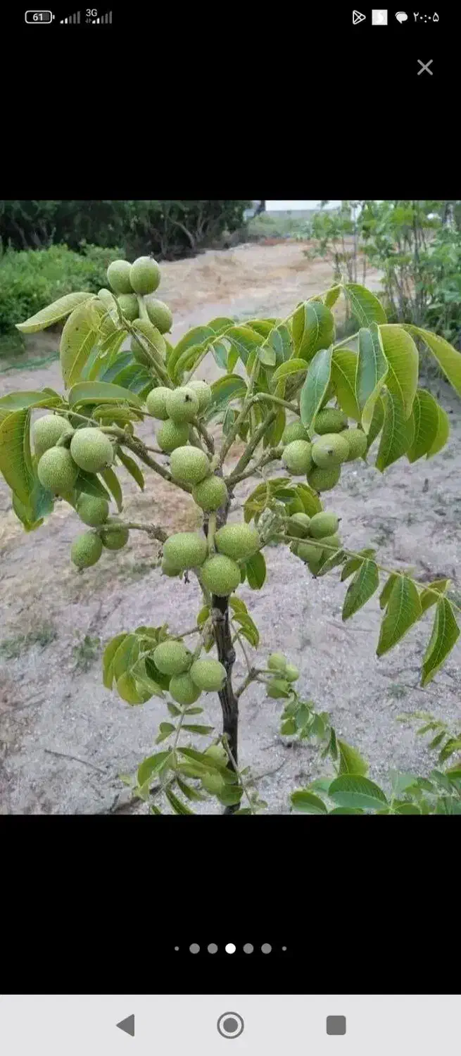 خدمات باغبانی|خدمات باغبانی و درختکاری|کرمان, |دیوار