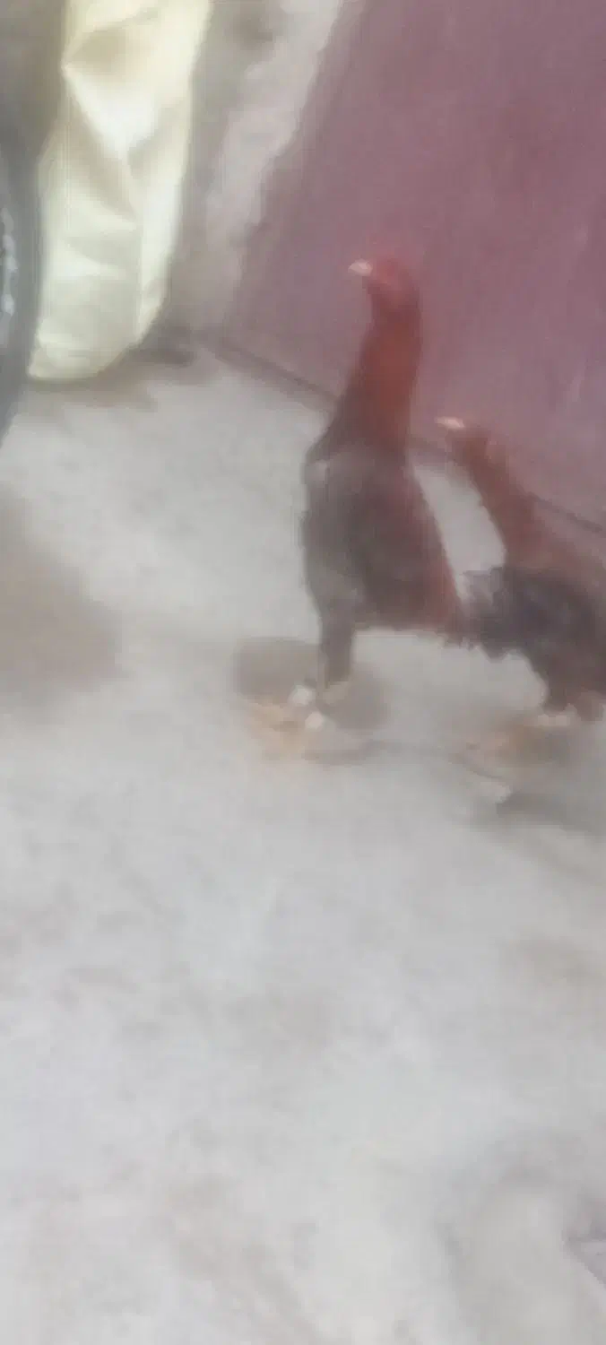 خروس لاری|حیوانات مزرعه|ماکو, |دیوار