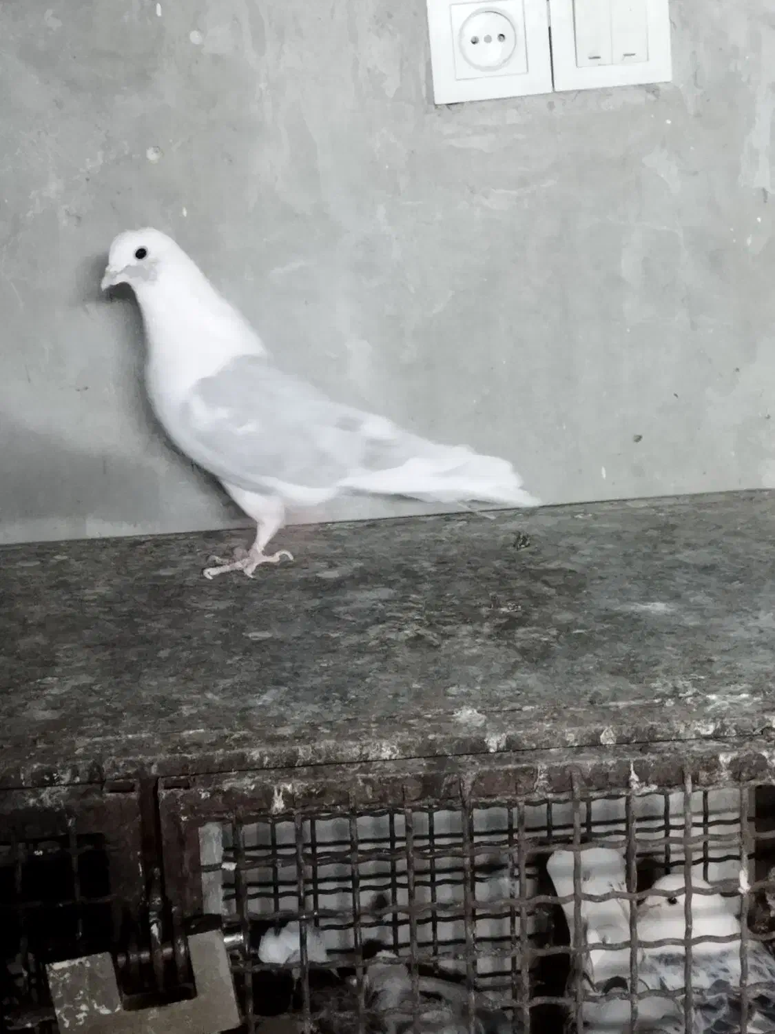 کبوتر|پرنده|سمنان, |دیوار