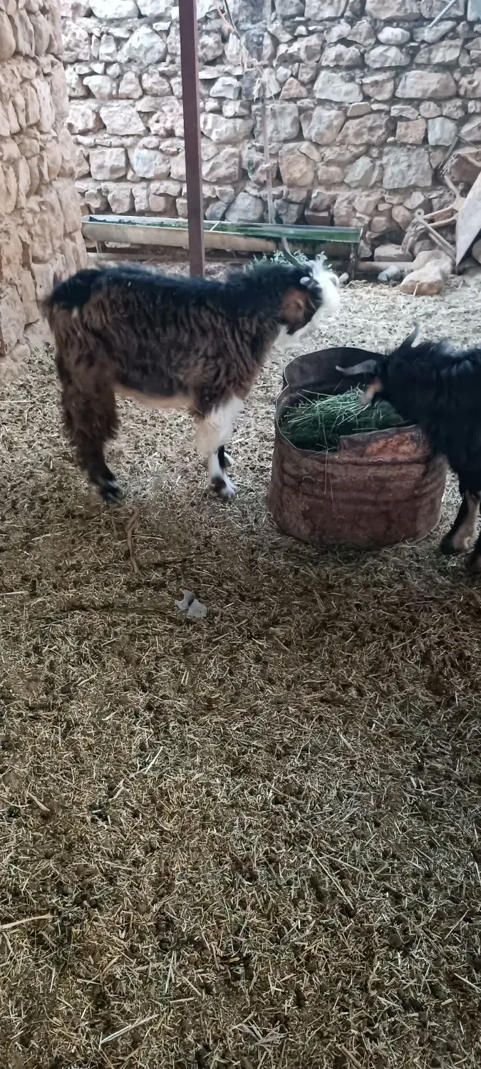 سه عدد بزغاله چاق پرواری|حیوانات مزرعه|هندمینی, |دیوار