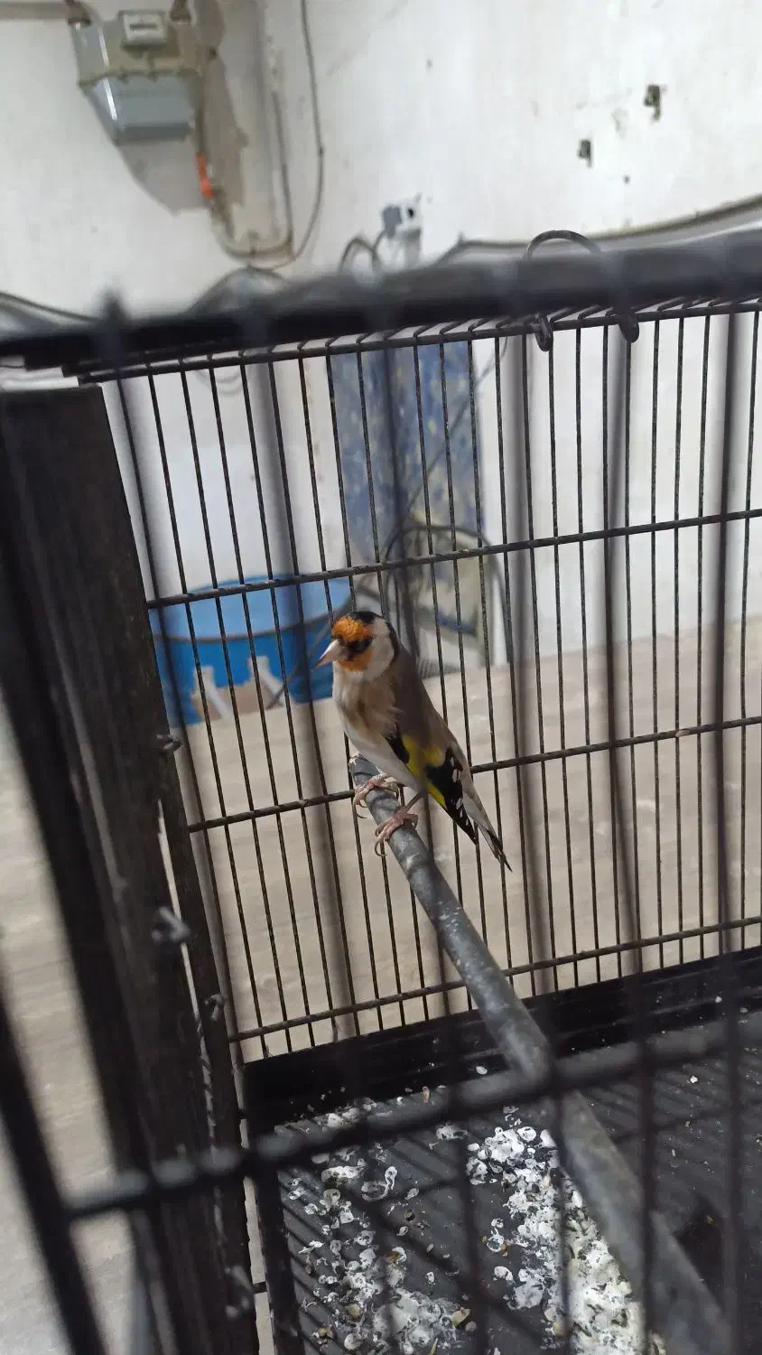 سهره|پرنده|بهارستان, |دیوار