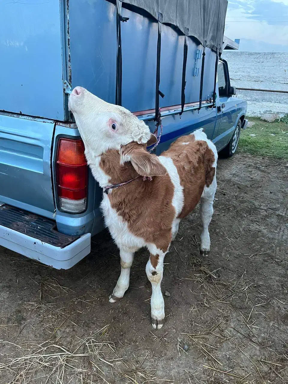 گوساله درجه یک در انواع نژاد|حیوانات مزرعه|مرودشت, تامین اجتماعی|دیوار