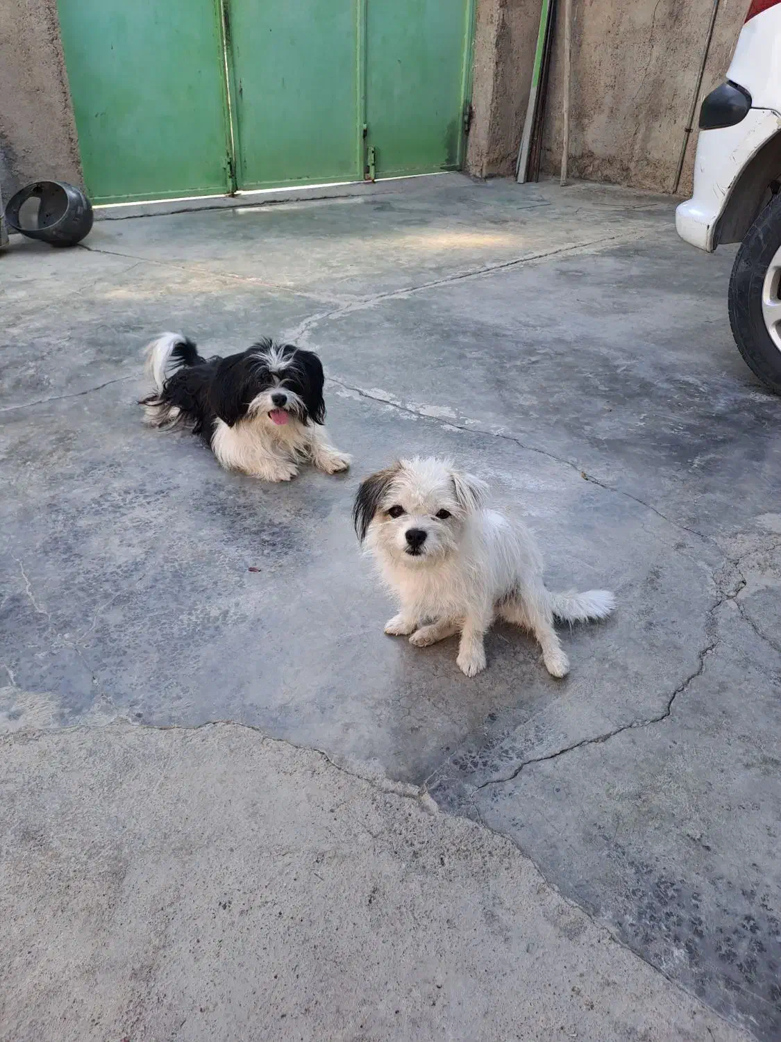 فروش بلا و ببری|سگ|مسجد سلیمان, |دیوار