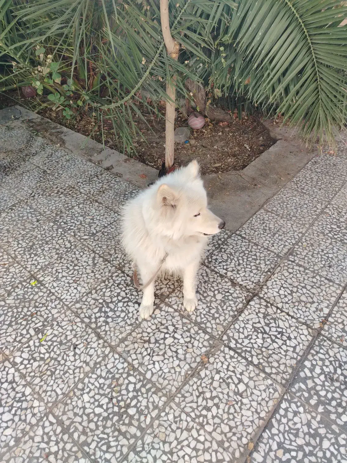 سگ ساموییدماده معاوضه با،|سگ|اصفهان, باغ زیار|دیوار