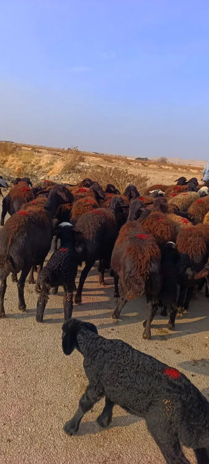 50 راس گوسفند قزل جوان زاییده و آبستن سنگین|حیوانات مزرعه|تبریز, |دیوار