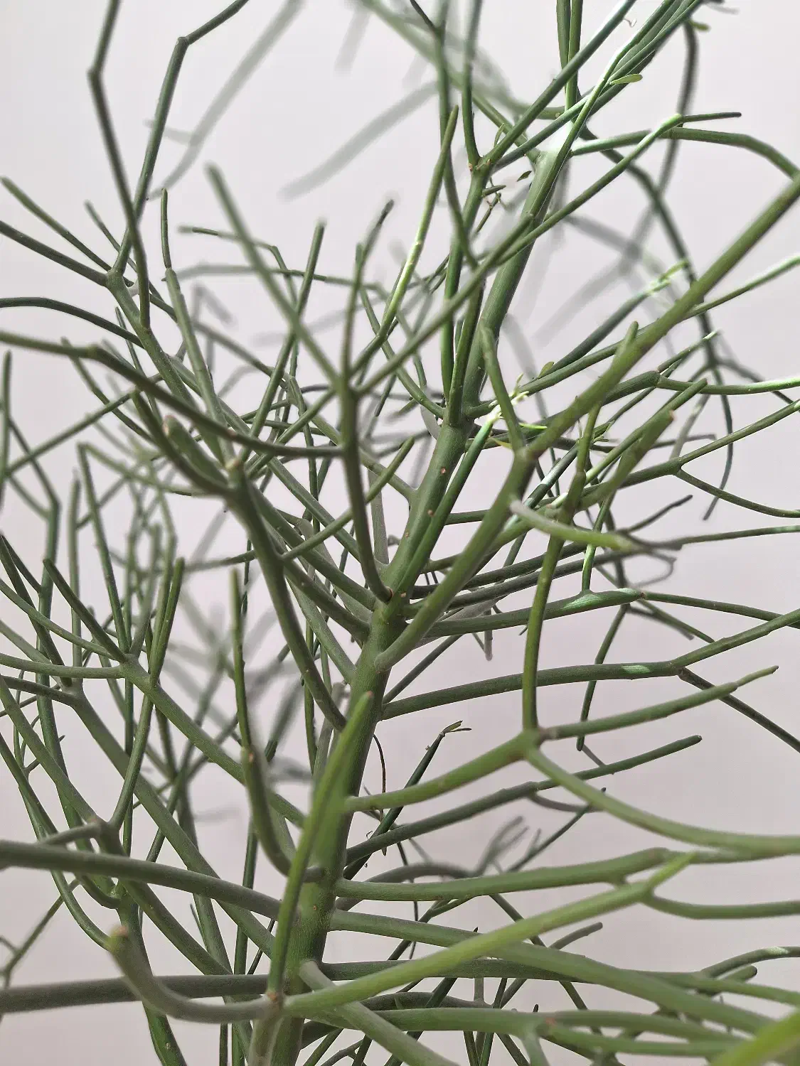 اِفوربیا تیروکالی|گل و گیاه طبیعی|تهران, سردارجنگل|دیوار