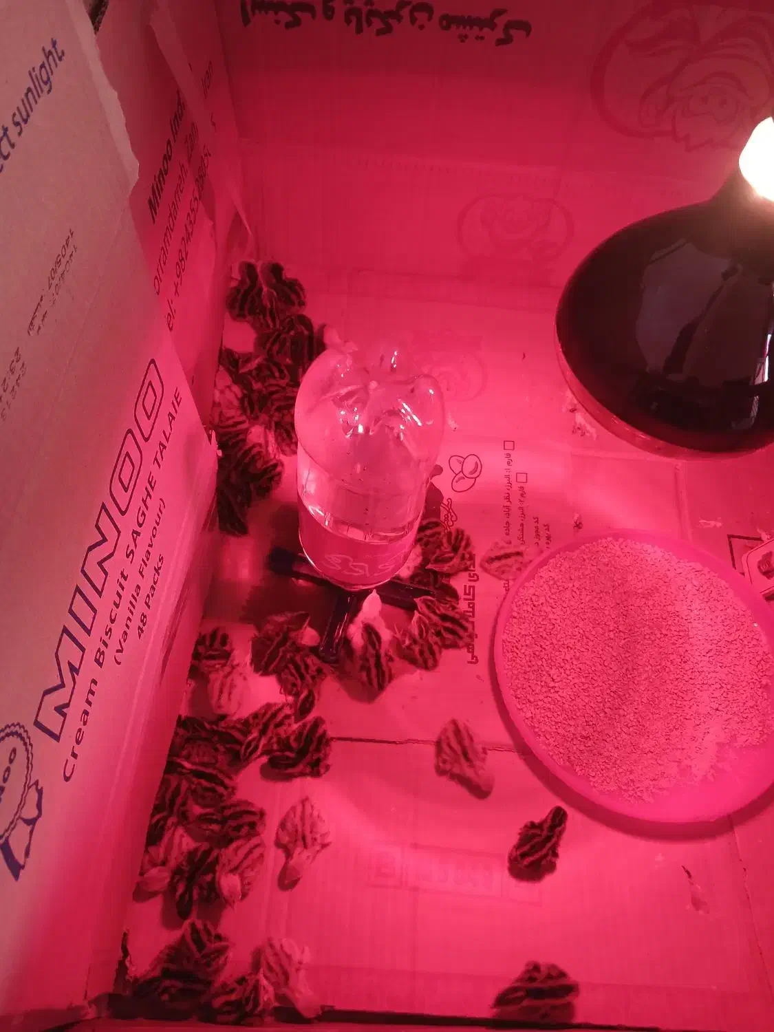 بلدرچین|حیوانات مزرعه|کرج, خرمدشت|دیوار