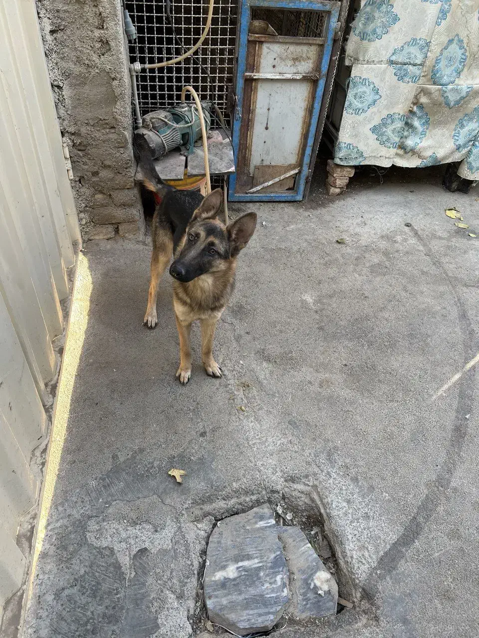 ژرمن شولاین|سگ|فردوسیه, |دیوار