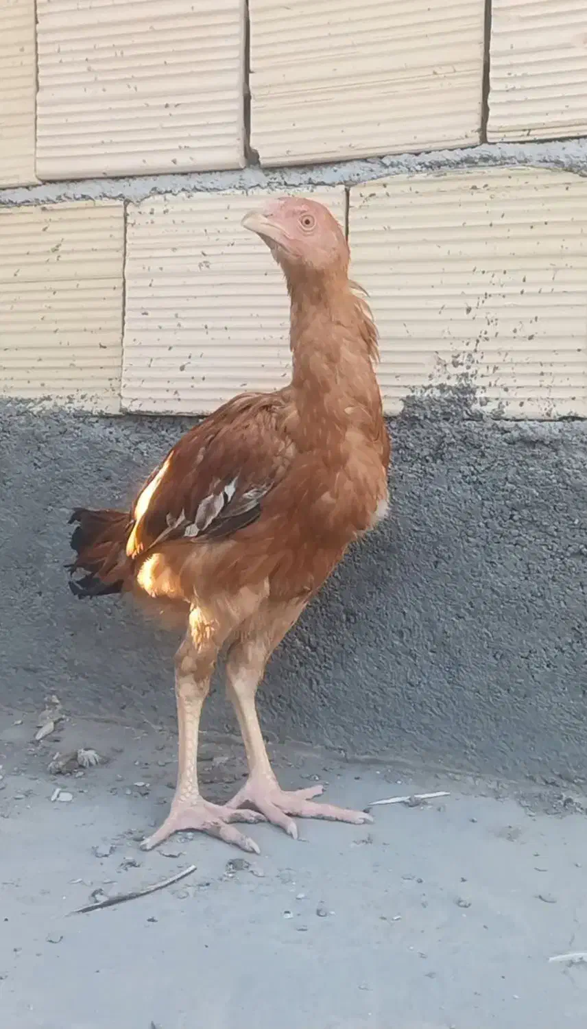 جوجه لاری و مرغ و خروس لاری|حیوانات مزرعه|مشهد, شهید بصیر|دیوار