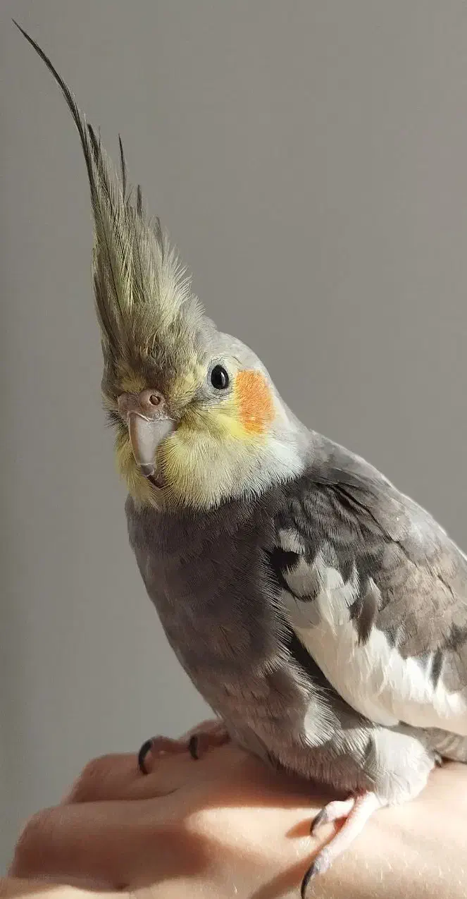 عروس هلندی نر سخنگو|پرنده|پردیس, فاز ۱|دیوار