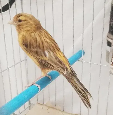 قناری*زیتونسرخ*جفتی قناریسهره|پرنده|شیراز, شهرک قمشه|دیوار