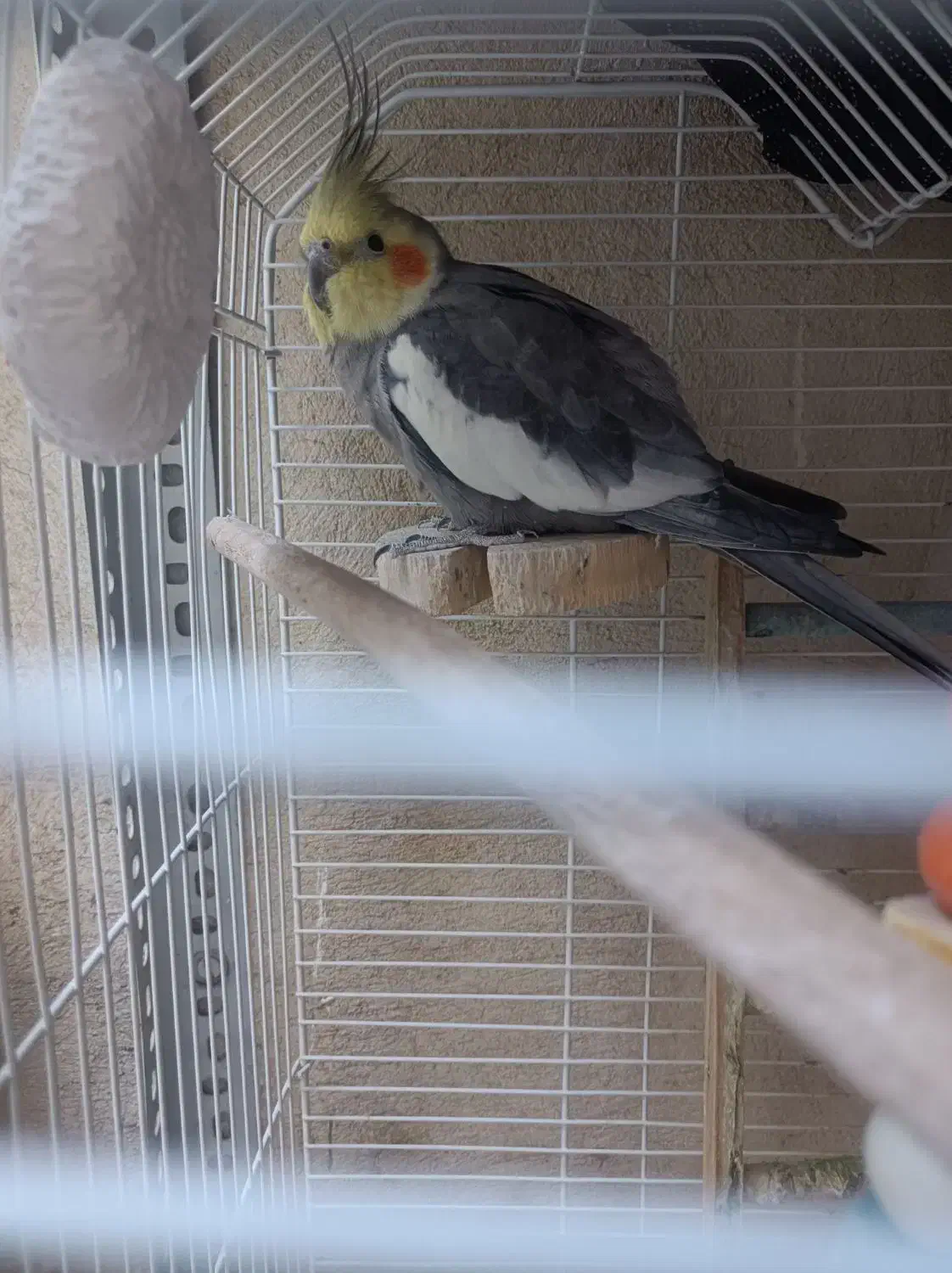 عروس هلندی|پرنده|نسیم‌شهر, |دیوار