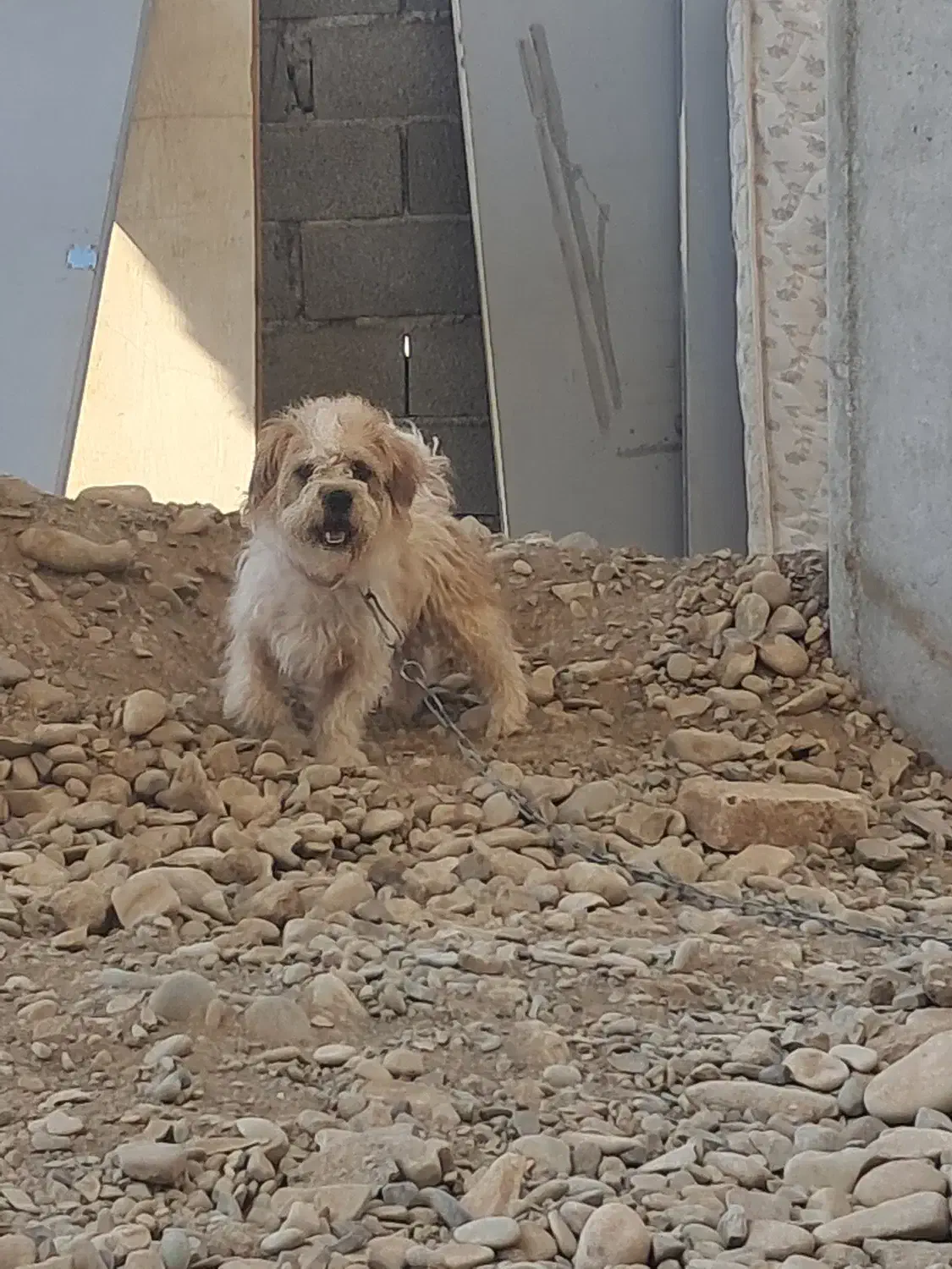 سگ ترییر قیمت ۱۴۰۰|سگ|فردیس, شهرک ناز|دیوار