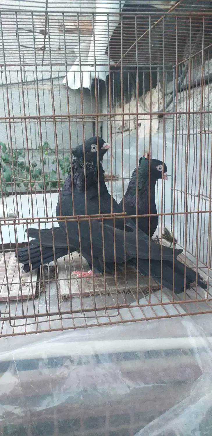 کبوتر|پرنده|بندرعباس, |دیوار