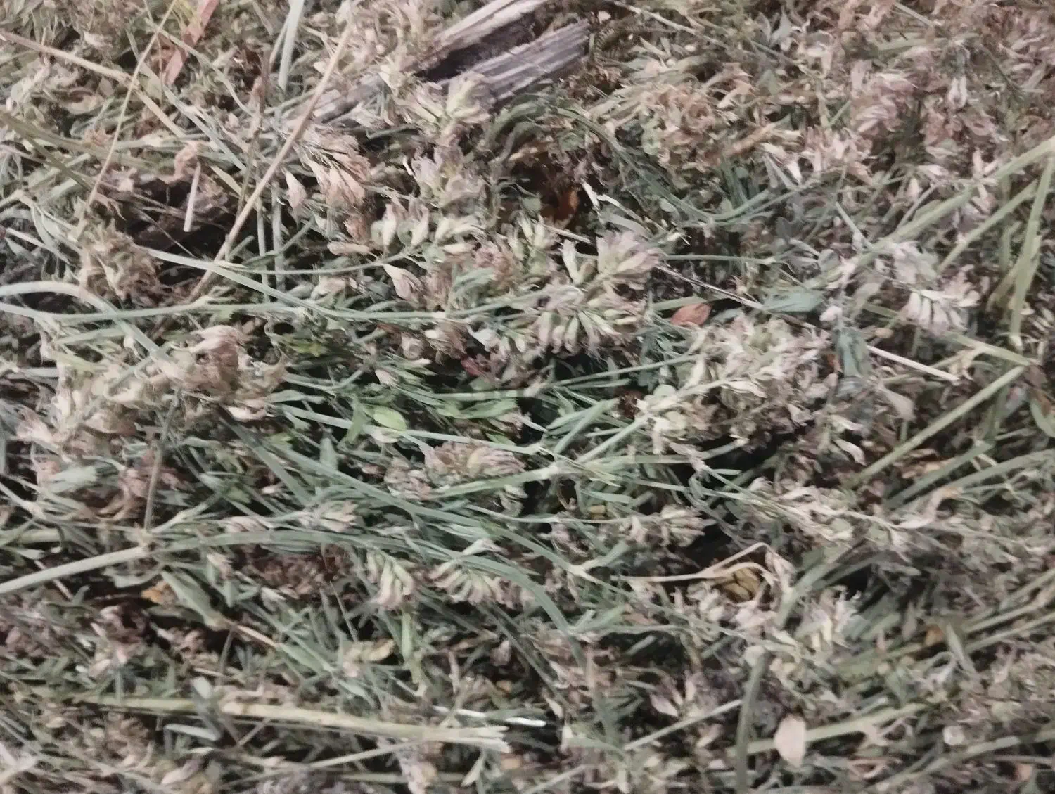 یونجه هزار و پانصد بند|لوازم جانبی حیوانات|خلخال, |دیوار