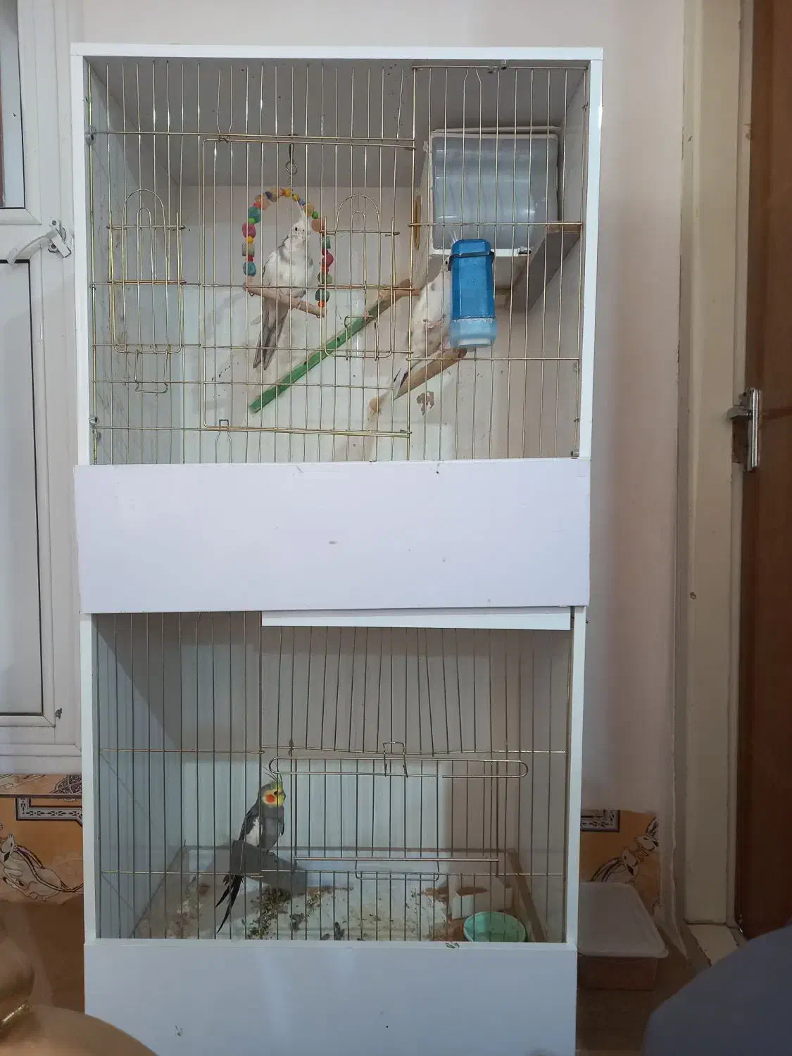 عروس هلندی|پرنده|ماکو, |دیوار