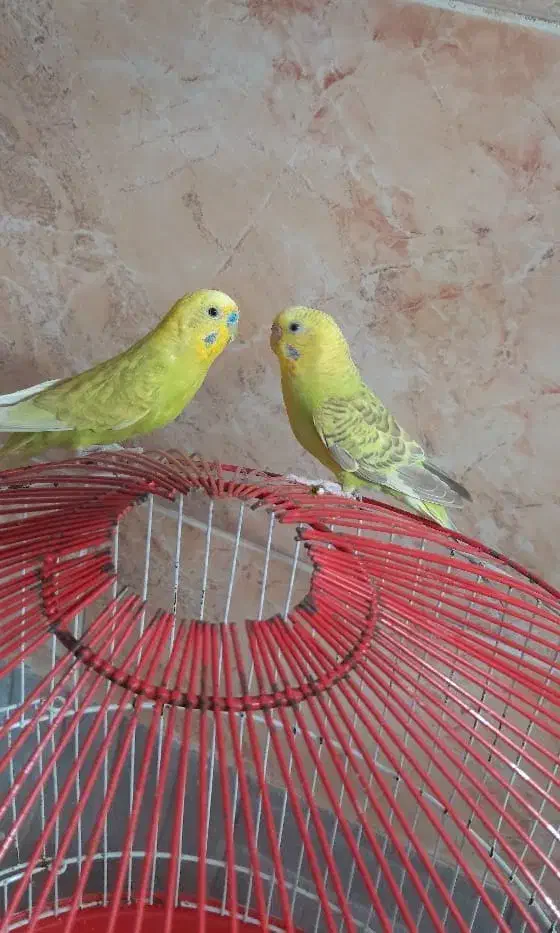 گربه دارم|گربه|یزد, |دیوار