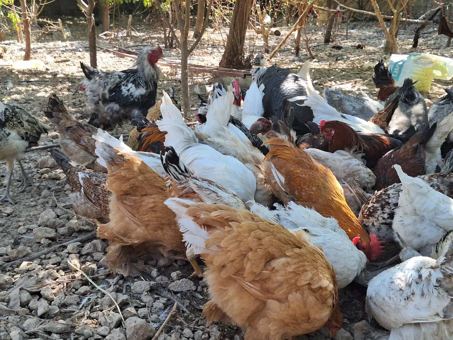 مرغ و خروس قوغاز بوقلمون|حیوانات مزرعه|سیسخت, |دیوار