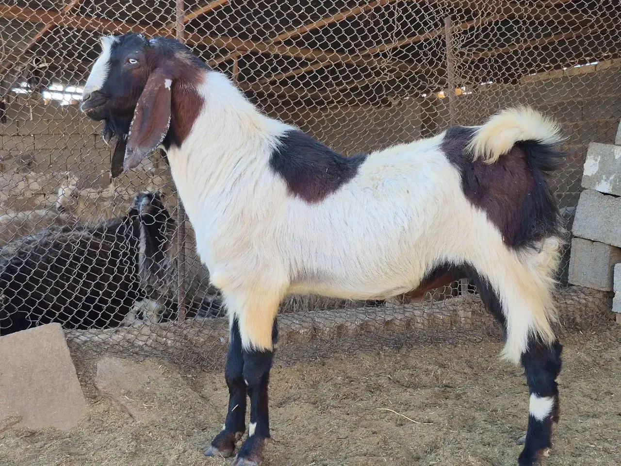 دبر جوان مست|حیوانات مزرعه|سیدان, |دیوار