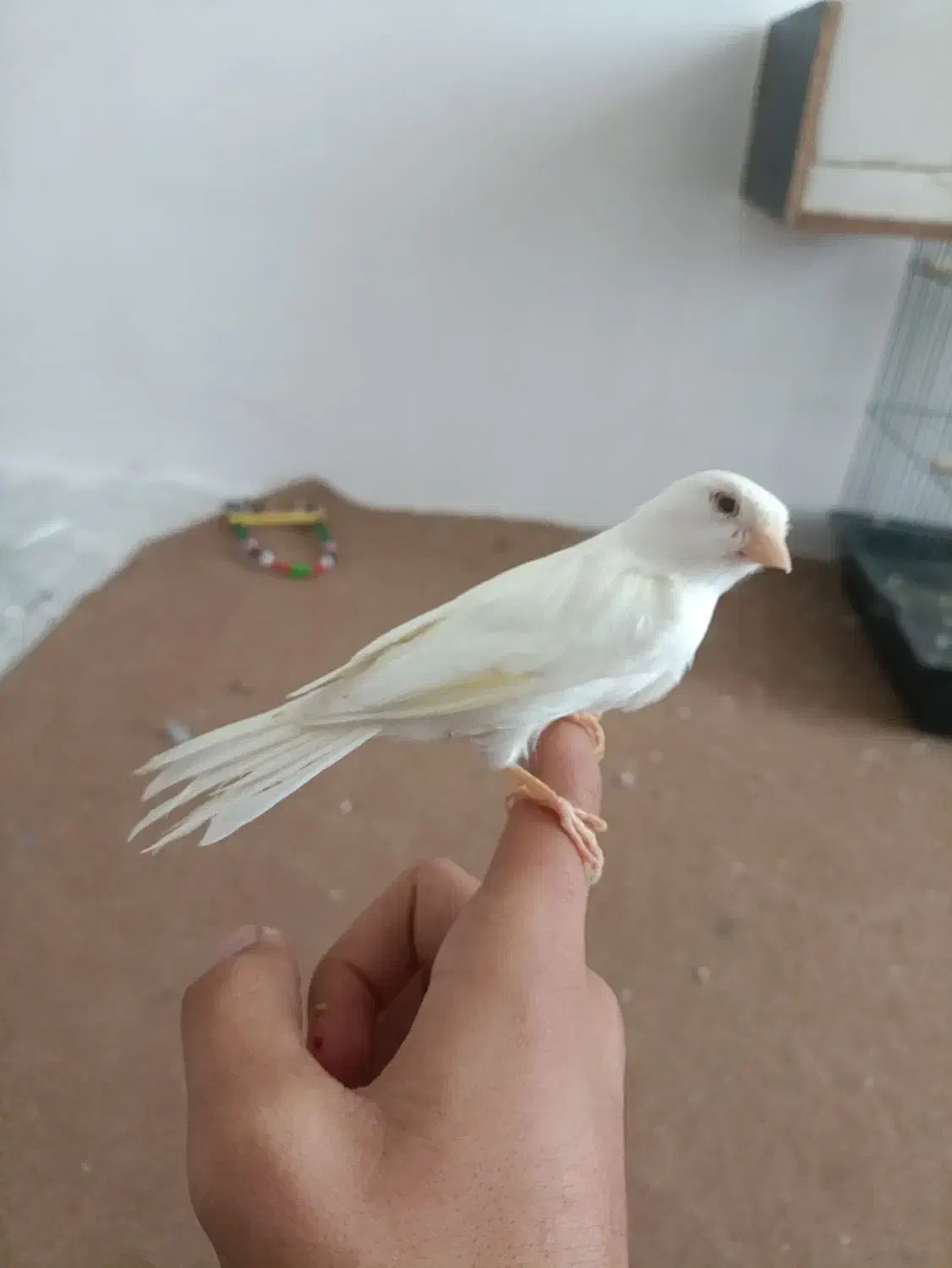 قناری نر سفید|پرنده|دهگلان, |دیوار