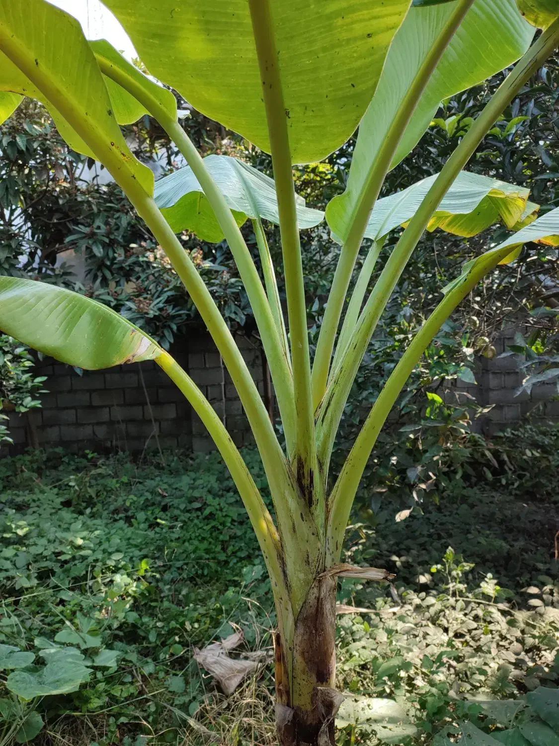 درخت موز|گل و گیاه طبیعی|محمودآباد, |دیوار