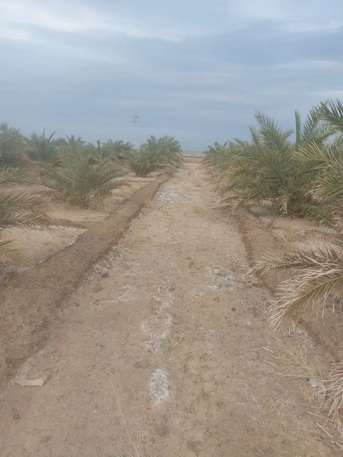 باغ خرما|فروش دفتر صنعتی، کشاورزی، تجاری|ریگان, |دیوار