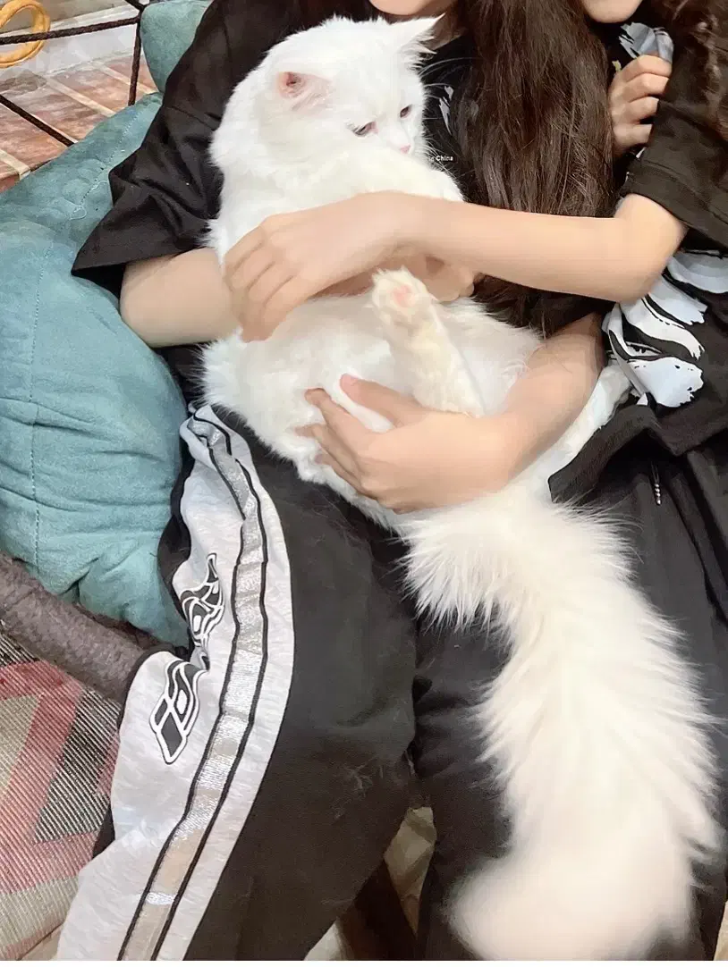 فروش گربه پرشین بریتیش با شناسنانه و واکسن زده|گربه|بندر گناوه, |دیوار