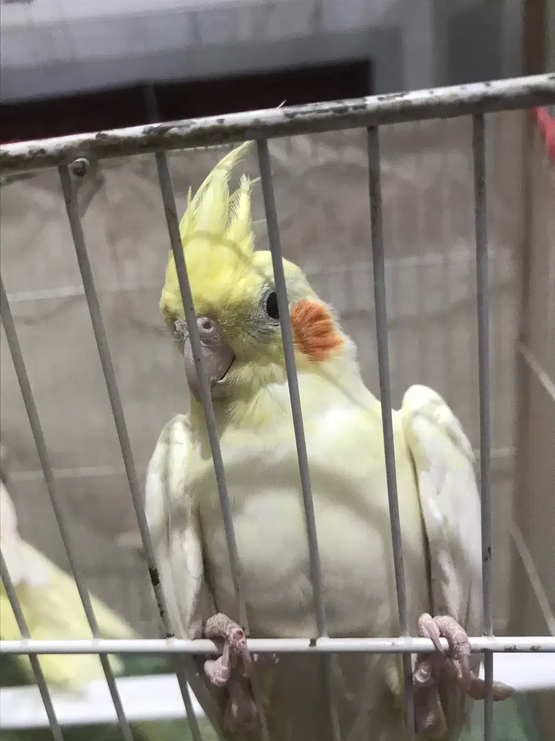 عروس هلندی|پرنده|نهبندان, |دیوار