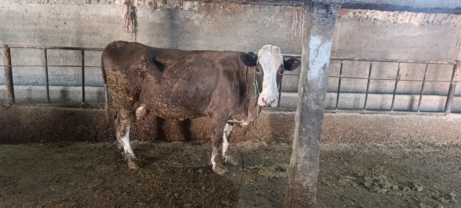 گاو|حیوانات مزرعه|قیدار, |دیوار