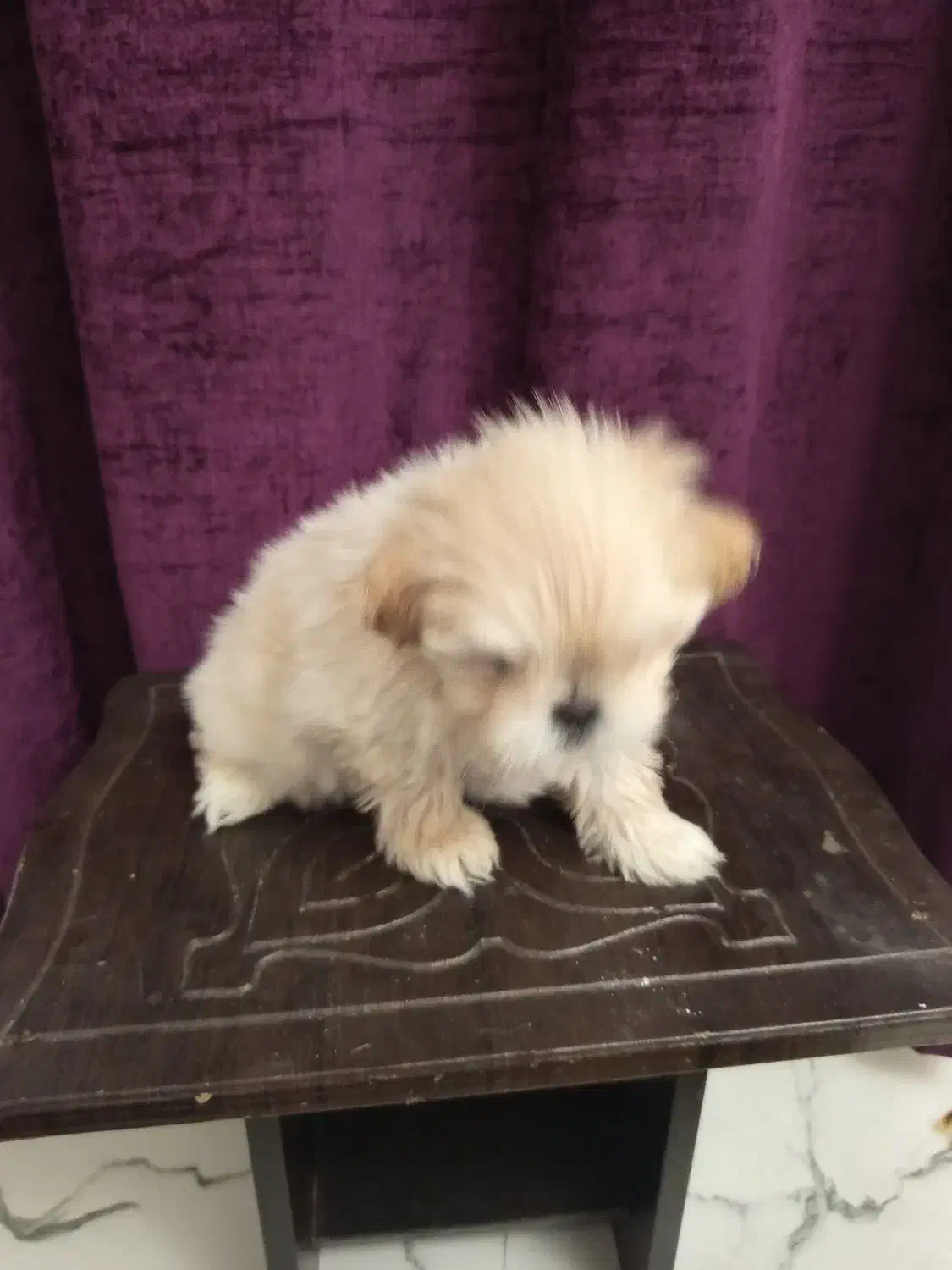 واگذاری یک جفت سگ جداگانه یا باهم.|سگ|فردیس, فردیس|دیوار