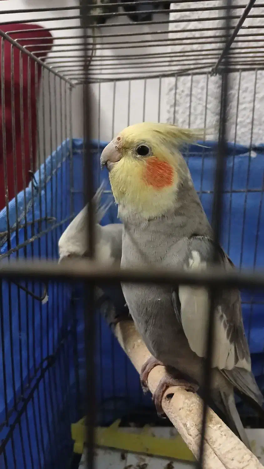 یه جفت عروس هلندی|پرنده|تهران, بروجردی|دیوار