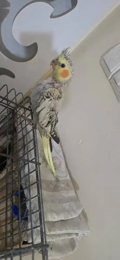 عروس هلندی همه باهم ۱میلیون|پرنده|تهران, افسریه شمالی|دیوار