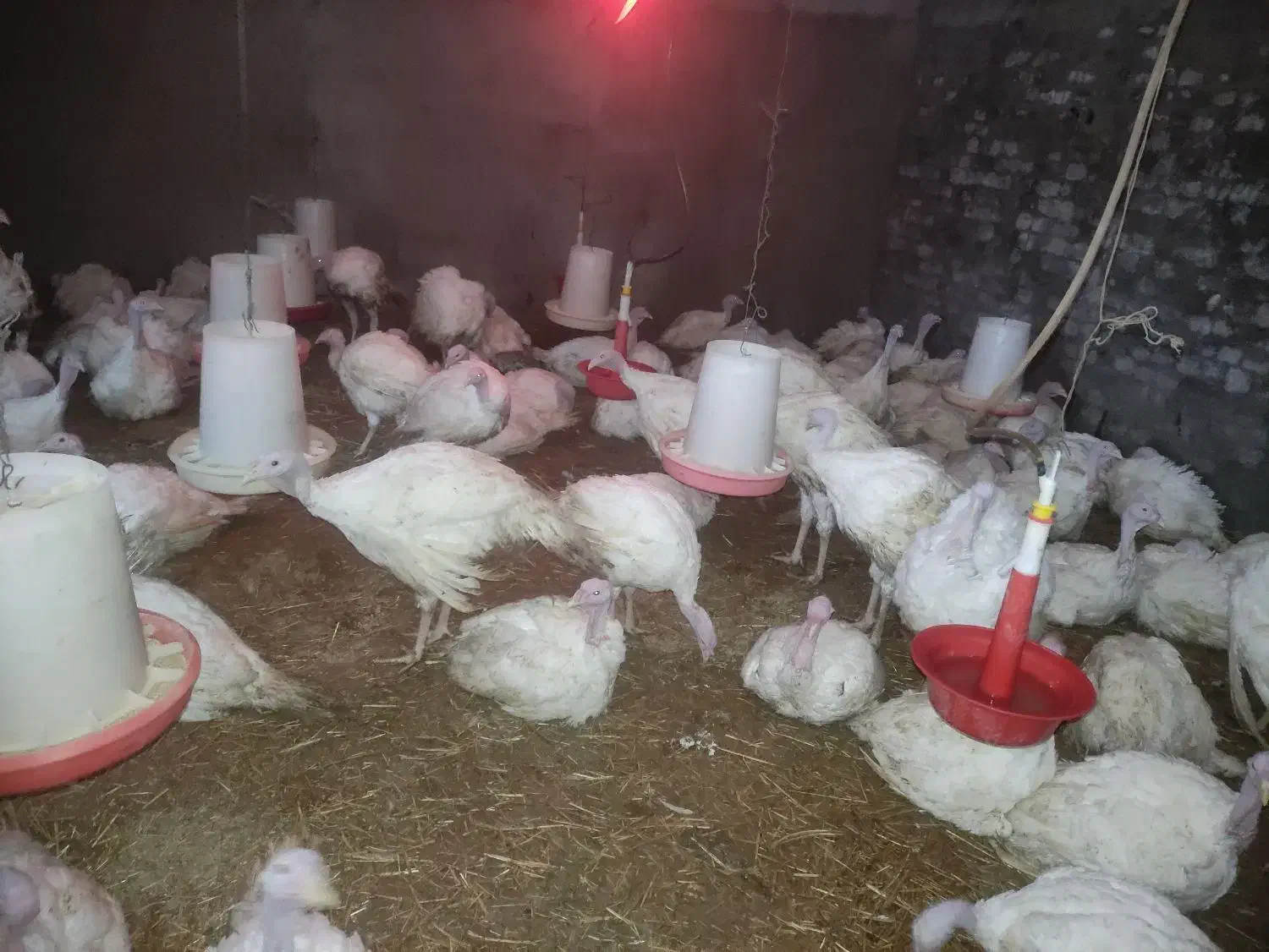 فروش بوقلمون گوشتی|حیوانات مزرعه|بجنورد, |دیوار