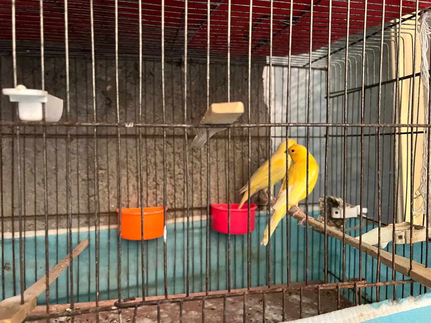 فروش یک جفت قناری تک رنگ درشت بدون لک|پرنده|بجنورد, |دیوار