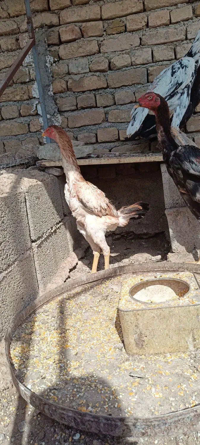 خروس مرغ اوشامو|حیوانات مزرعه|آبیک, |دیوار